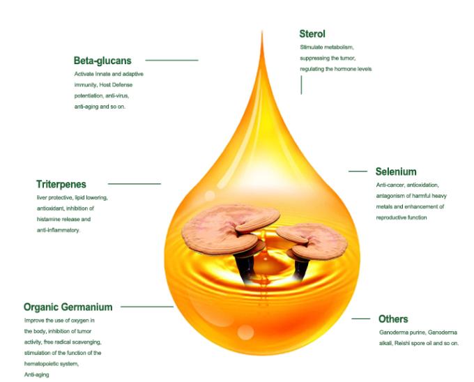 ganoderma lucidum spore oil