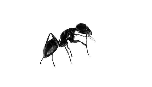 black ant powder.png