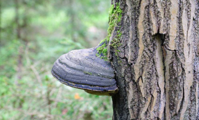 Anticancer activity of Chaga mushroom extract