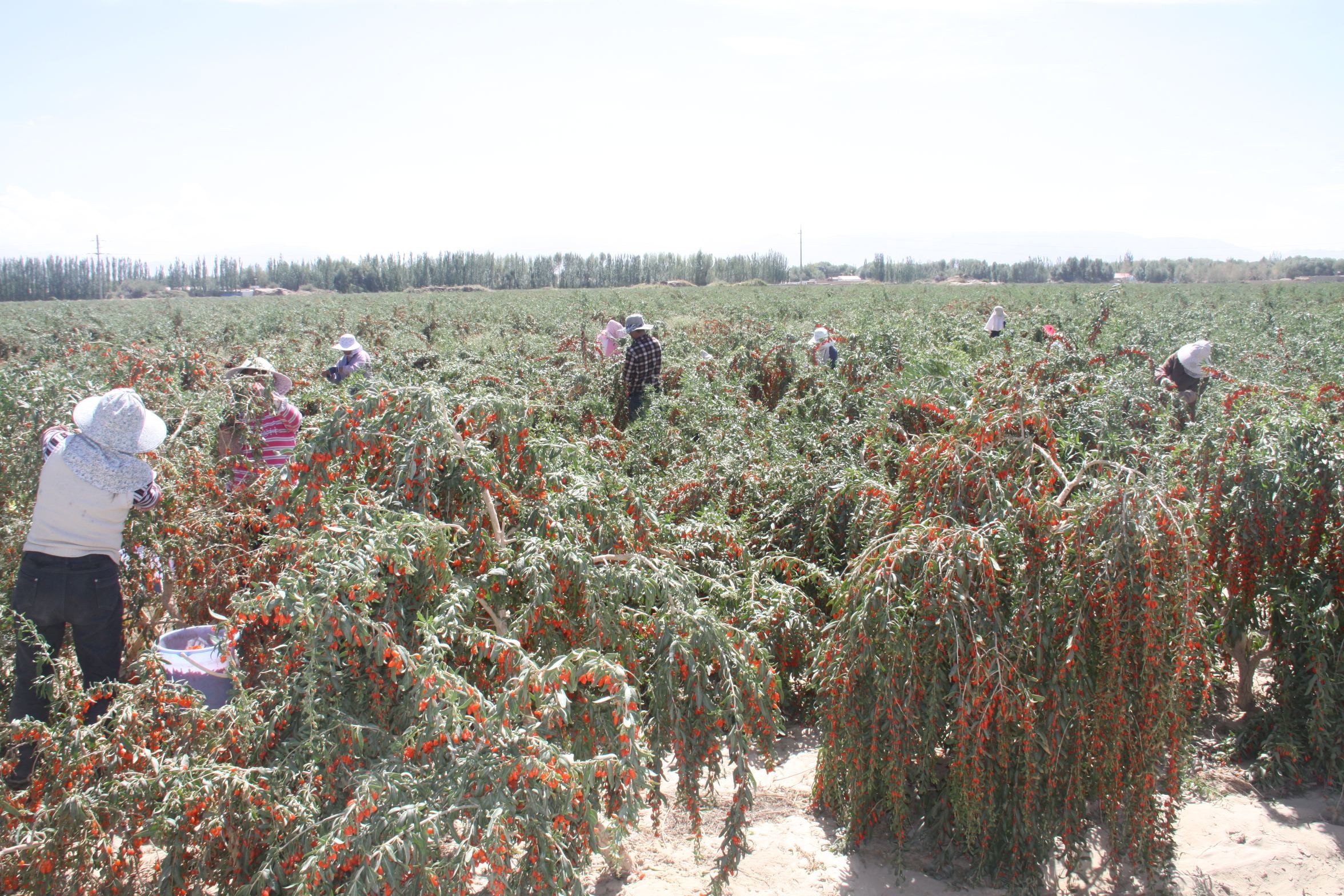 Freeze Dried Goji Powder for Manual Picking GoJi 