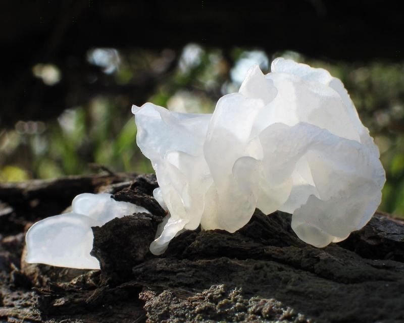 Nature's Gifts Tremella Polysaccharides 