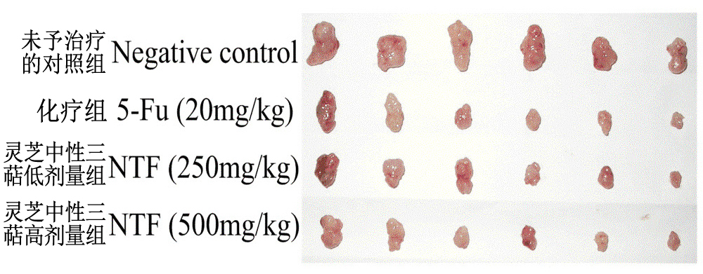 Tumor tissue taken from colorectal cancer nude mice at the end of the experiment