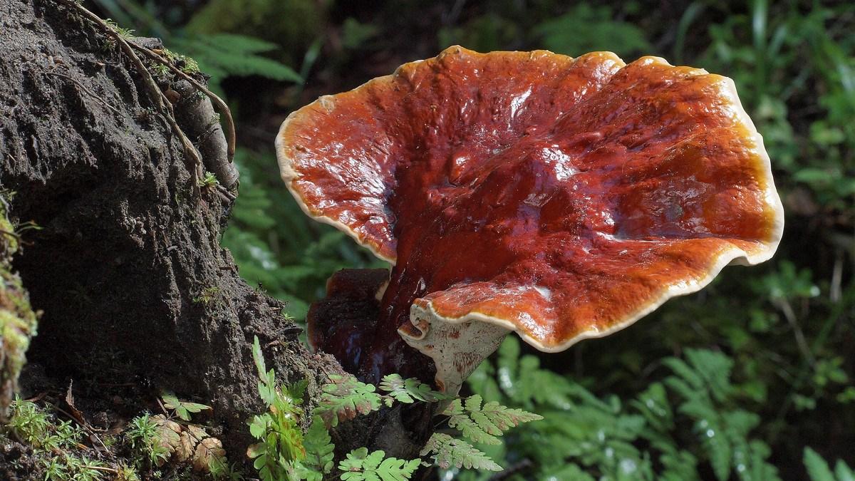 Ganoderma Lucidum More Needed in Post Epidemic Era. jpg